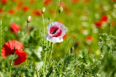 Heilpflanzen aus den Garten Gottes